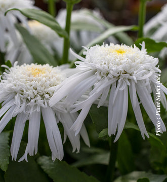 Marguerite 'Carpet Angel Daisy'. Les pétales fins forment des fleurs pleines, au cœur dense et au contour frangé. Les pétales blancs captent la lumière, avec de douces ombres grises entre leurs plis. De longs pétales externes pendent sous le cœur plein des fleurs ouvertes. Les longues feuilles vertes étroites se trouvent près des fleurs et de leurs tiges. La vue de près montre les pétales et le cœur de la fleur en détail.
