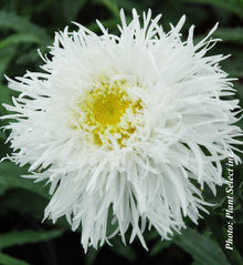 Leucanthemum superbum 'Aglaia'