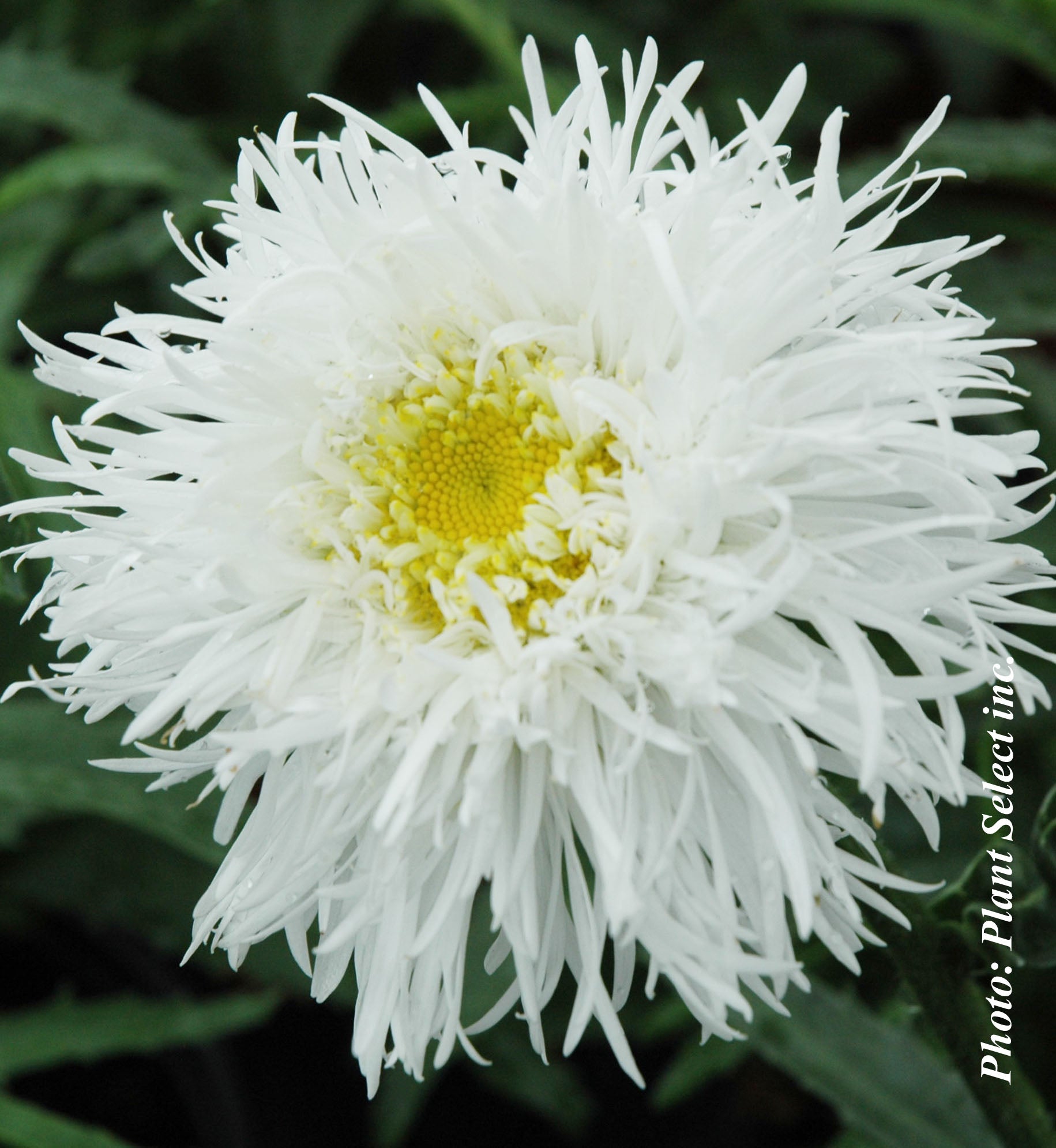 Leucanthemum superbum 'Aglaia'