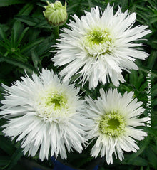 Leucanthemum superbum 'Sante'