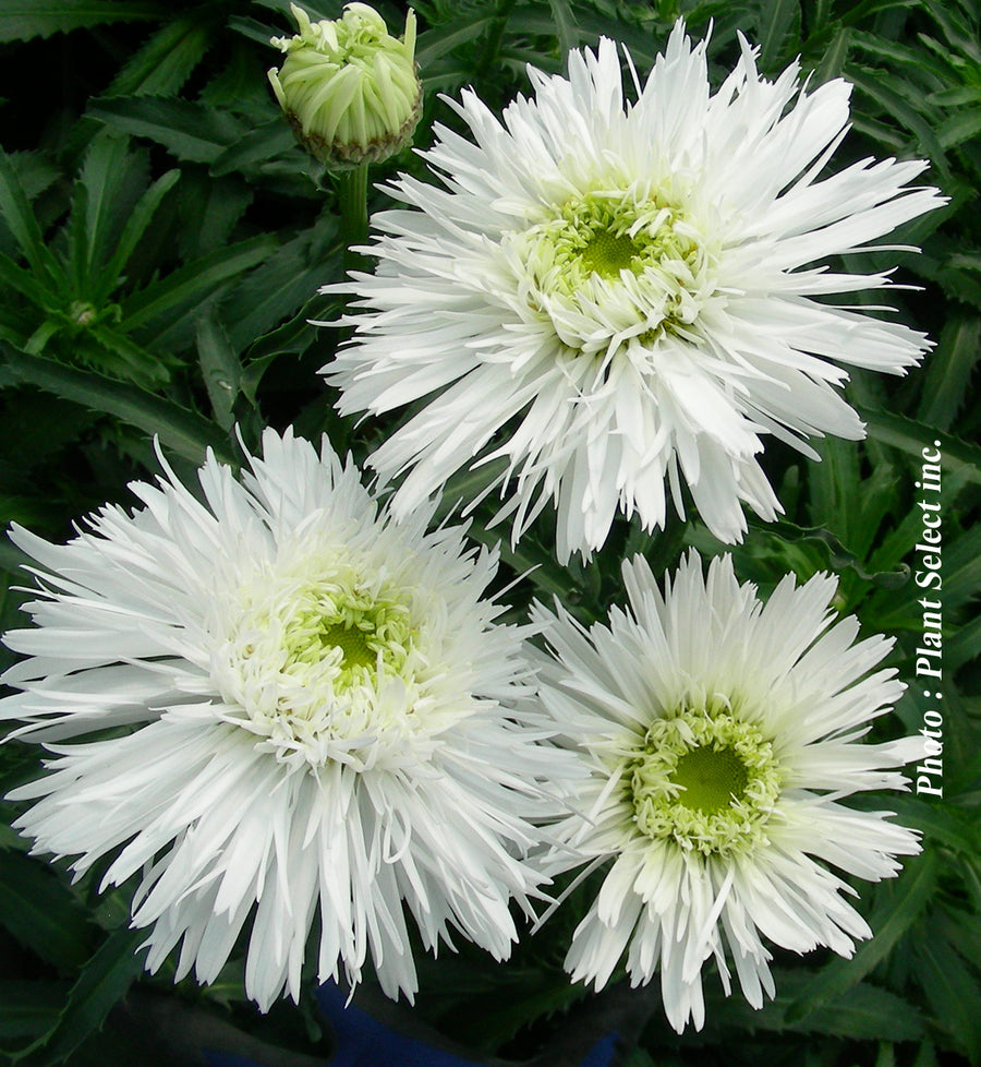 Leucanthemum superbum 'Sante'