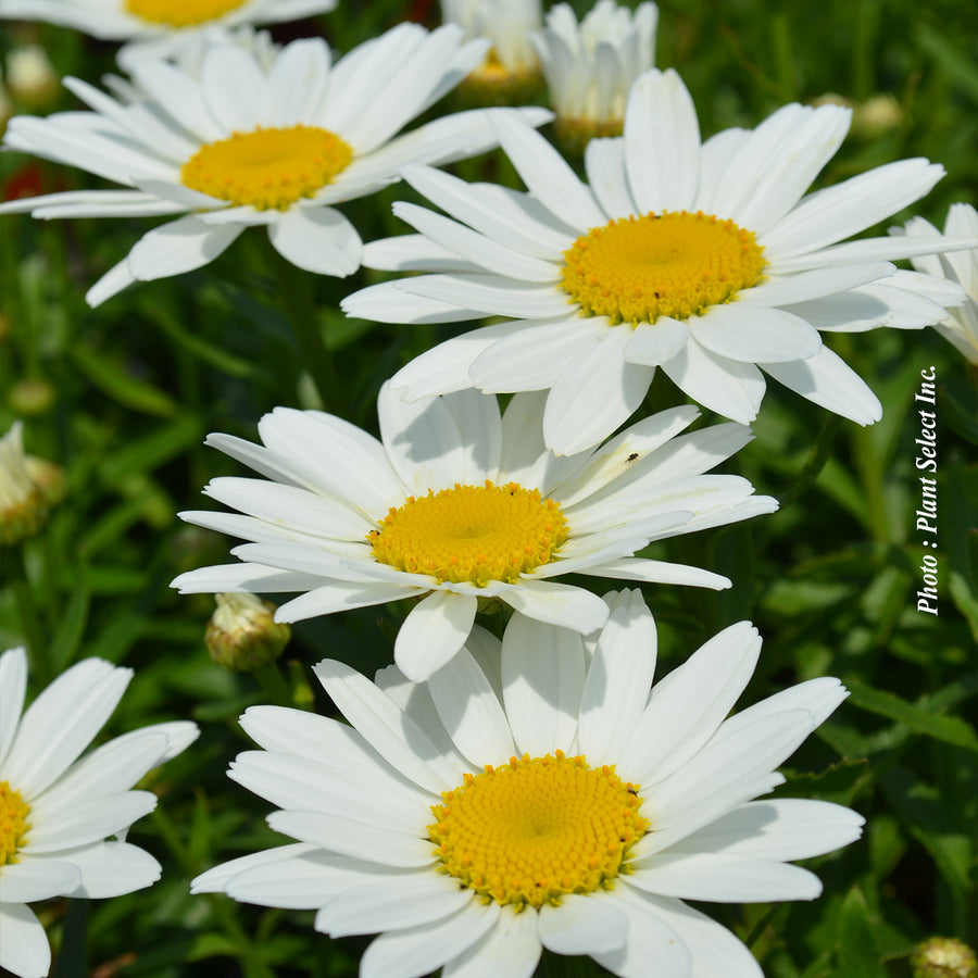 Leucanthemum superbum 'Snowcap'