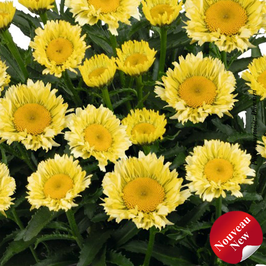 Leucanthemum superbum 'Sweet Daisy Izabel'