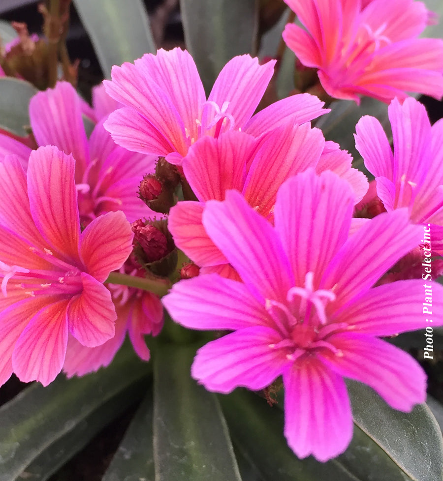 Lewisia longipetala 'Little Raspberry'