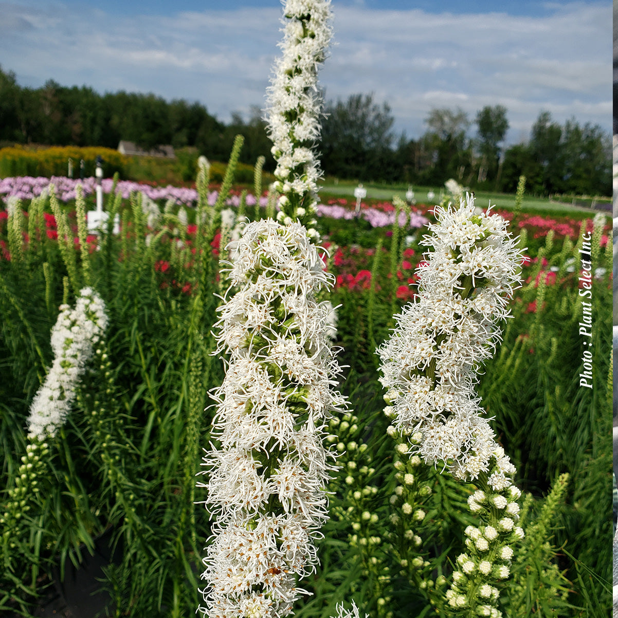 Liatris 'Floristant White'