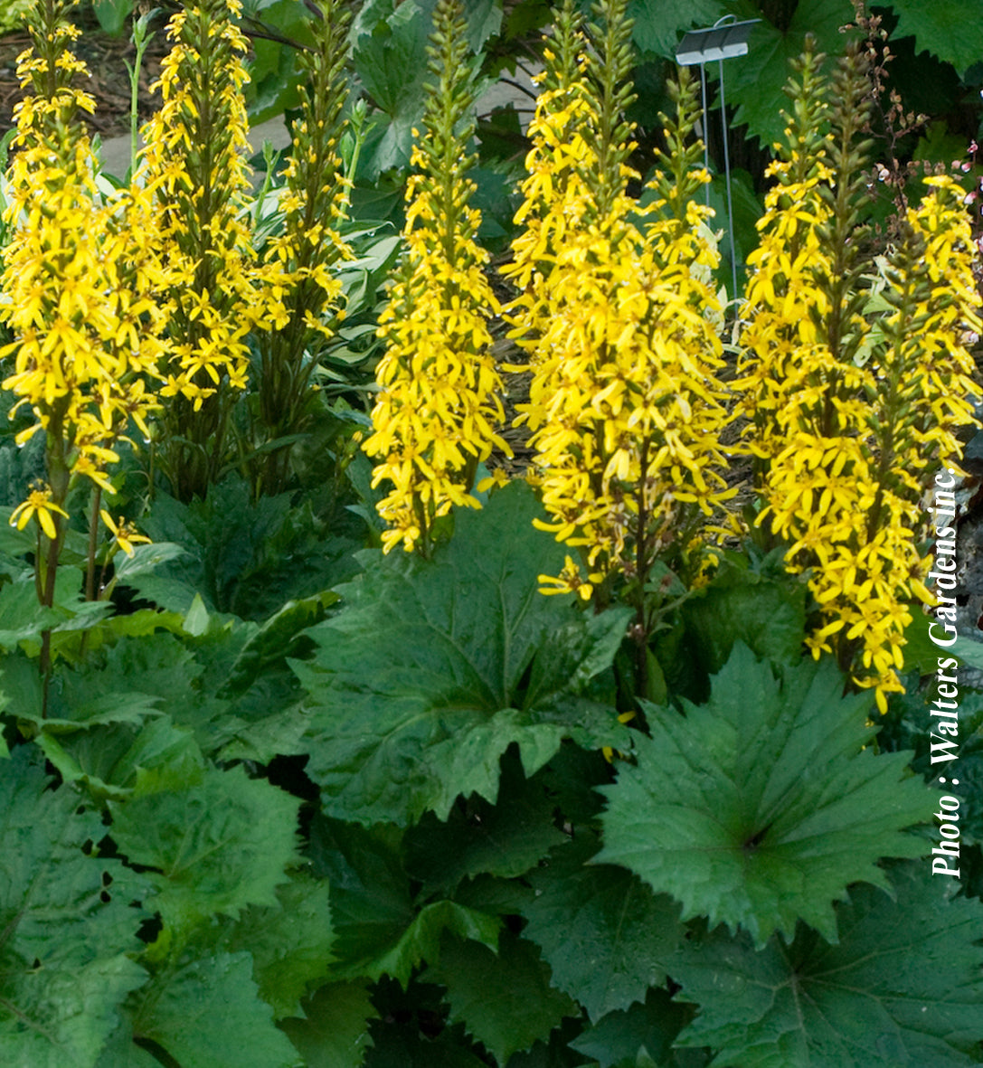 Ligularia 'Bottle Rocket'