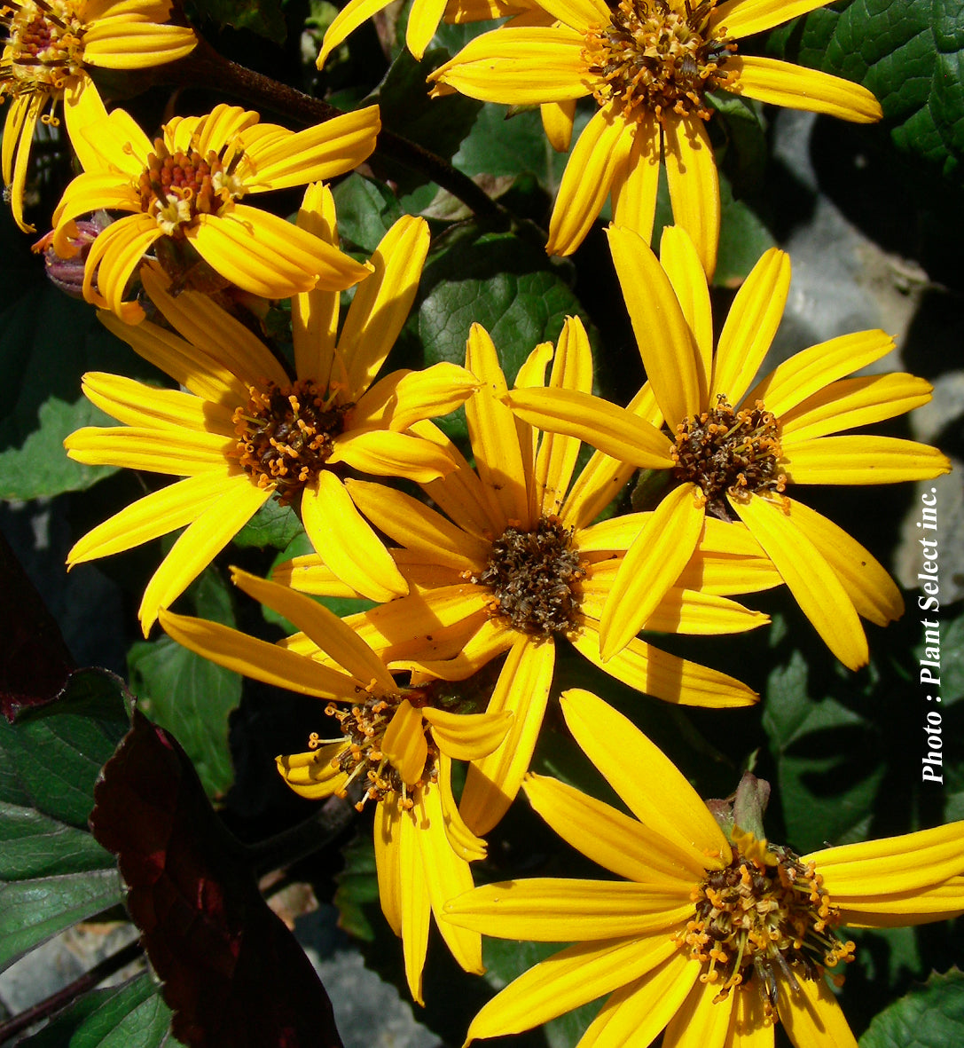 Ligularia dentata 'Othello'