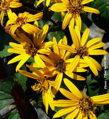 Ligularia dentata 'Othello'