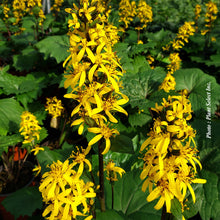 Ligularia stenocephala 'Little Rocket'