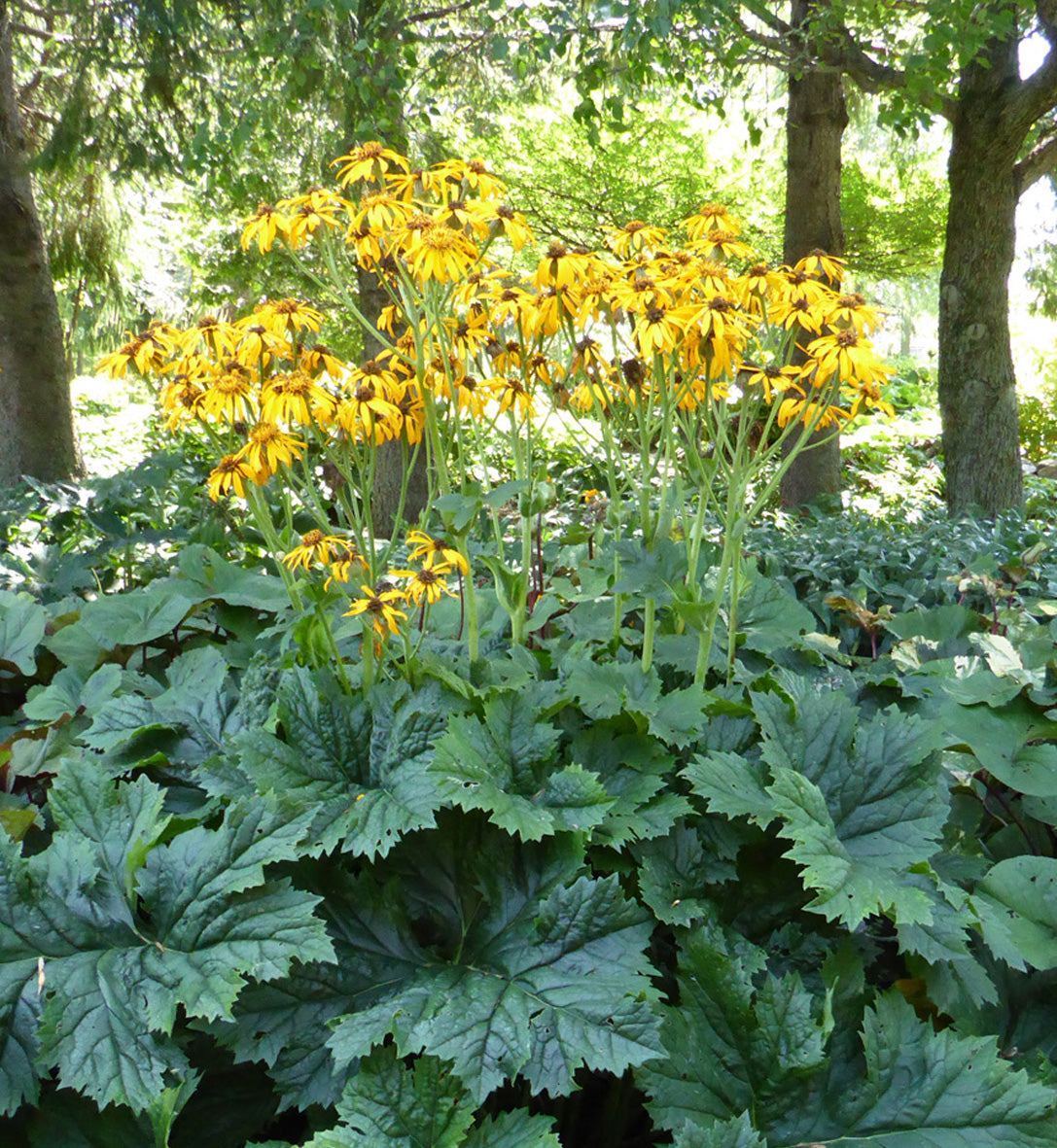 Ligularia 'Osiris Majeste'