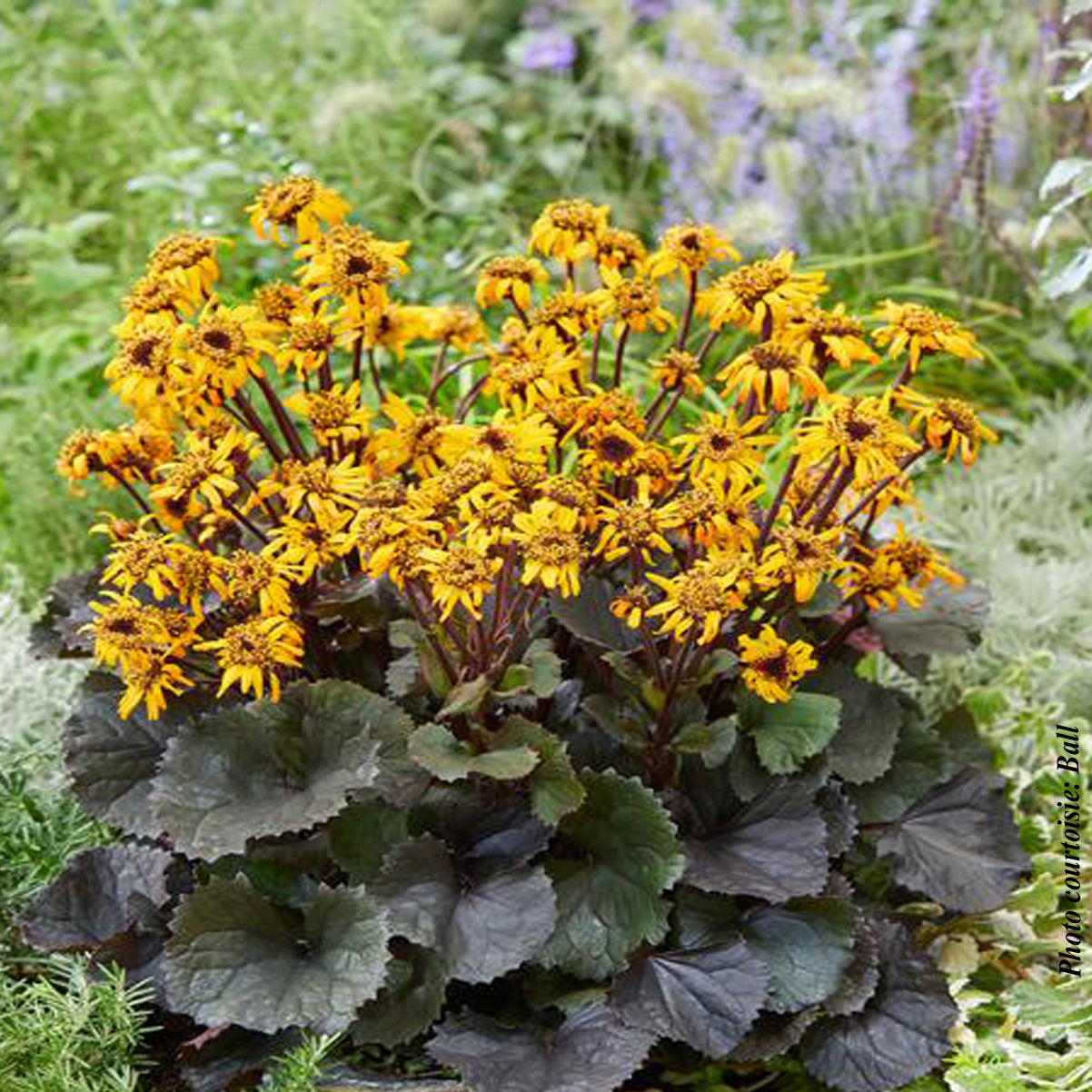 Ligularia dentata 'Pandora'