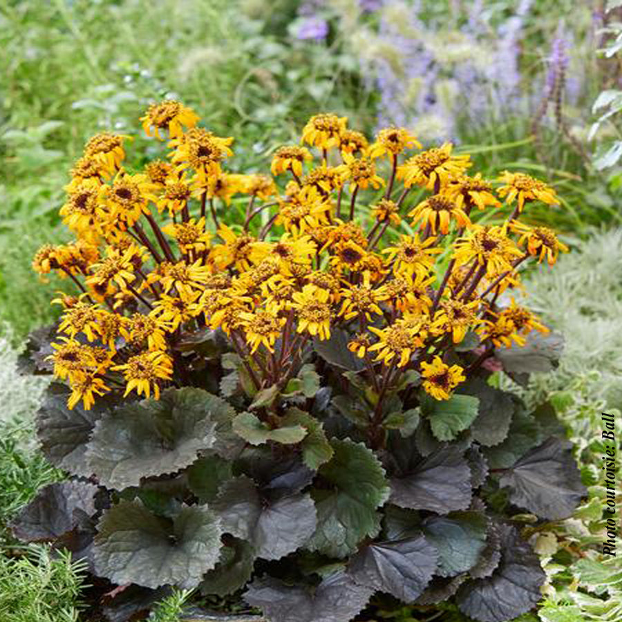 Ligularia dentata 'Pandora'