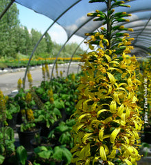 Ligularia stenocephala 'The Rocket'