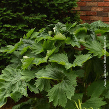 Ligularia 'Tractor Seat'