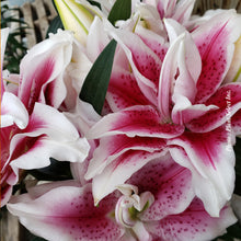 Lilium orientalis 'Roselily Nowa'