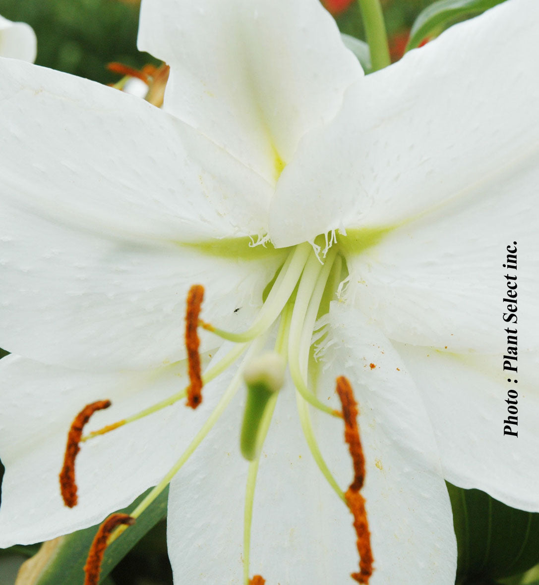 Lilium orientalis 'Casa Blanca'