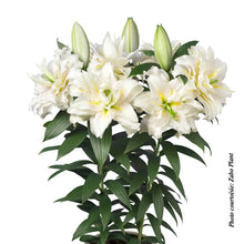 Lilium orientalis 'Roselily Sita'