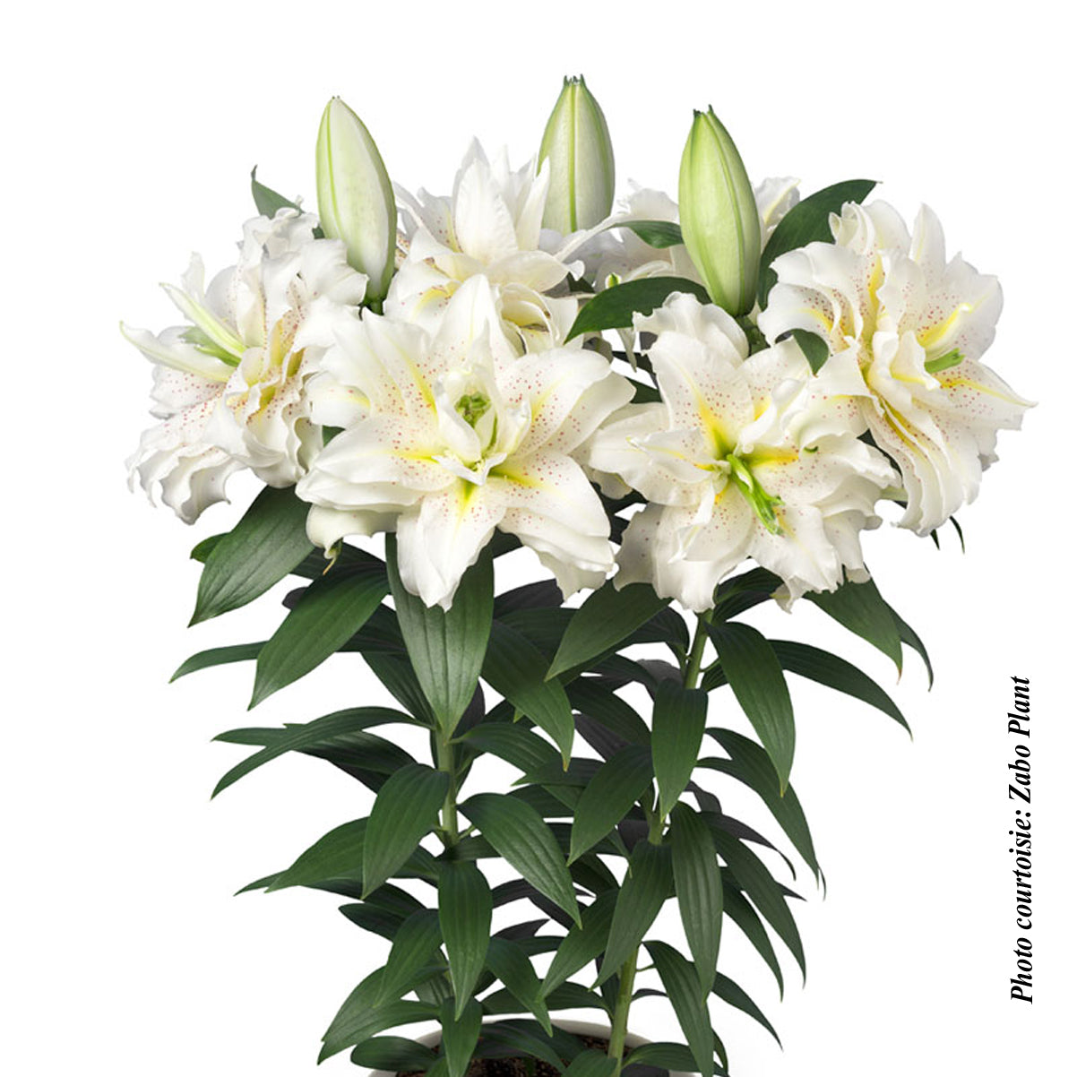 Lilium orientalis 'Roselily Sita'