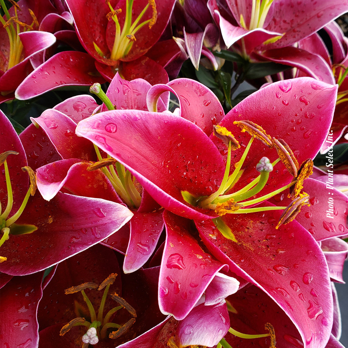 Lilium orientalis 'Sunny Keys'