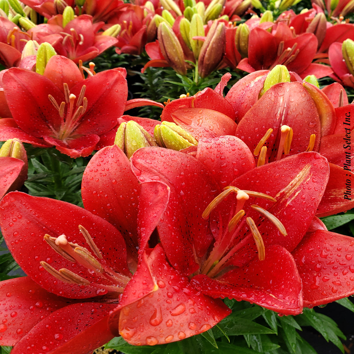 Lilium Longiflorum-Asian 'Summer Scarlet'