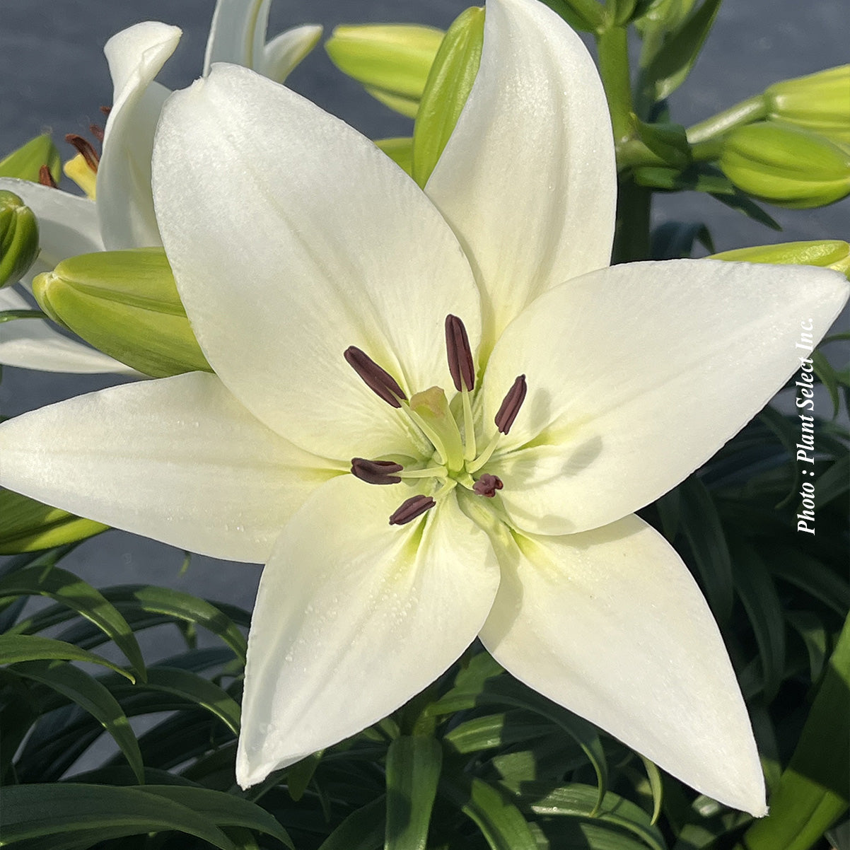 Lilium Longiflorum-Asian 'Summer Snow'