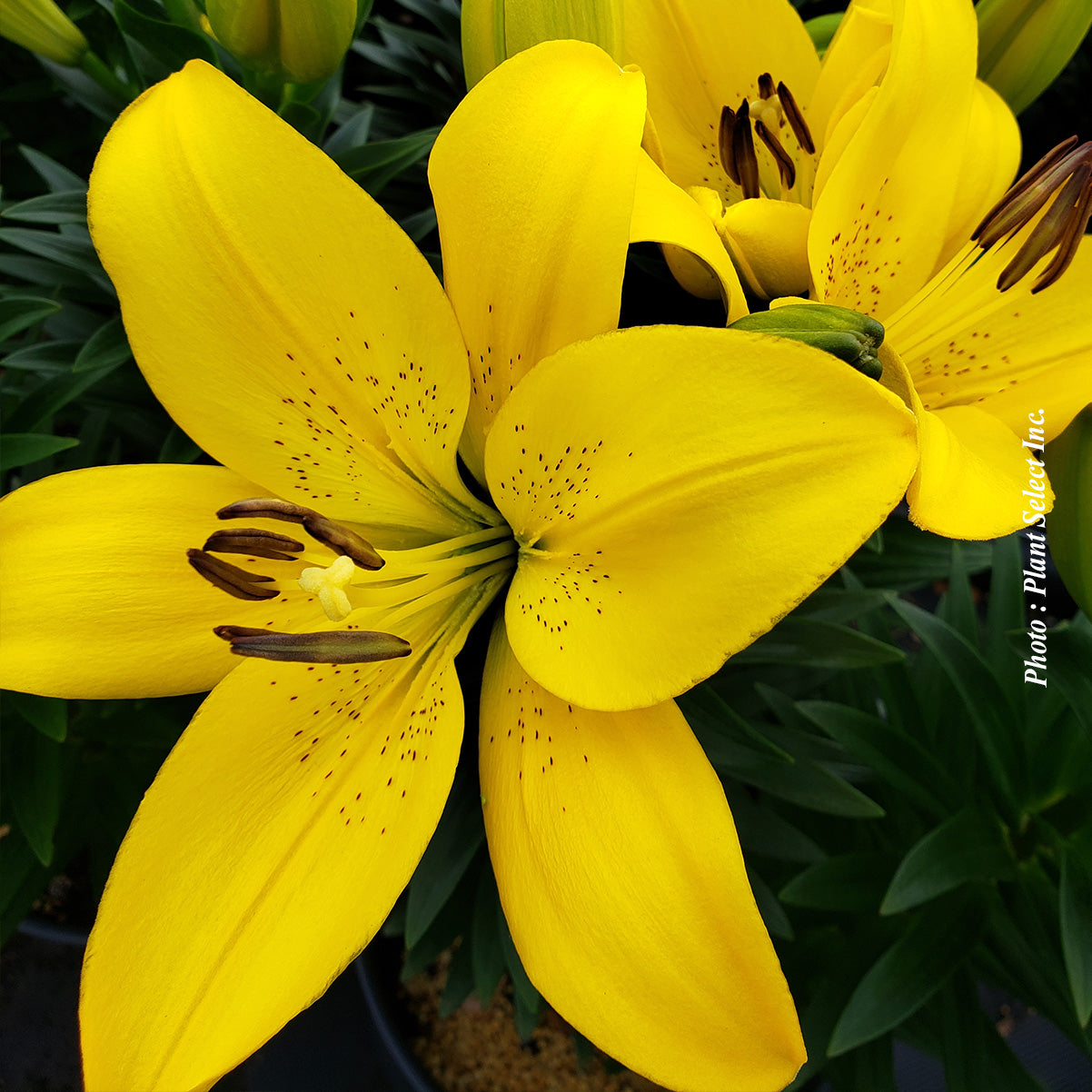 Lilium Longiflorum-Asian 'Summer Sun'