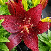 Lilium asiatica 'Tiny Comfort'