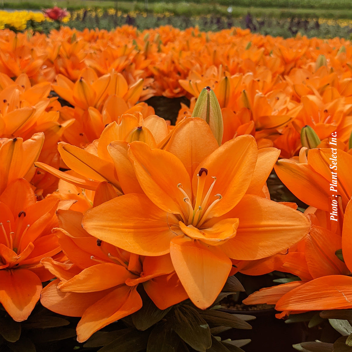 Lilium asiatica 'Tiny Double Dutch'