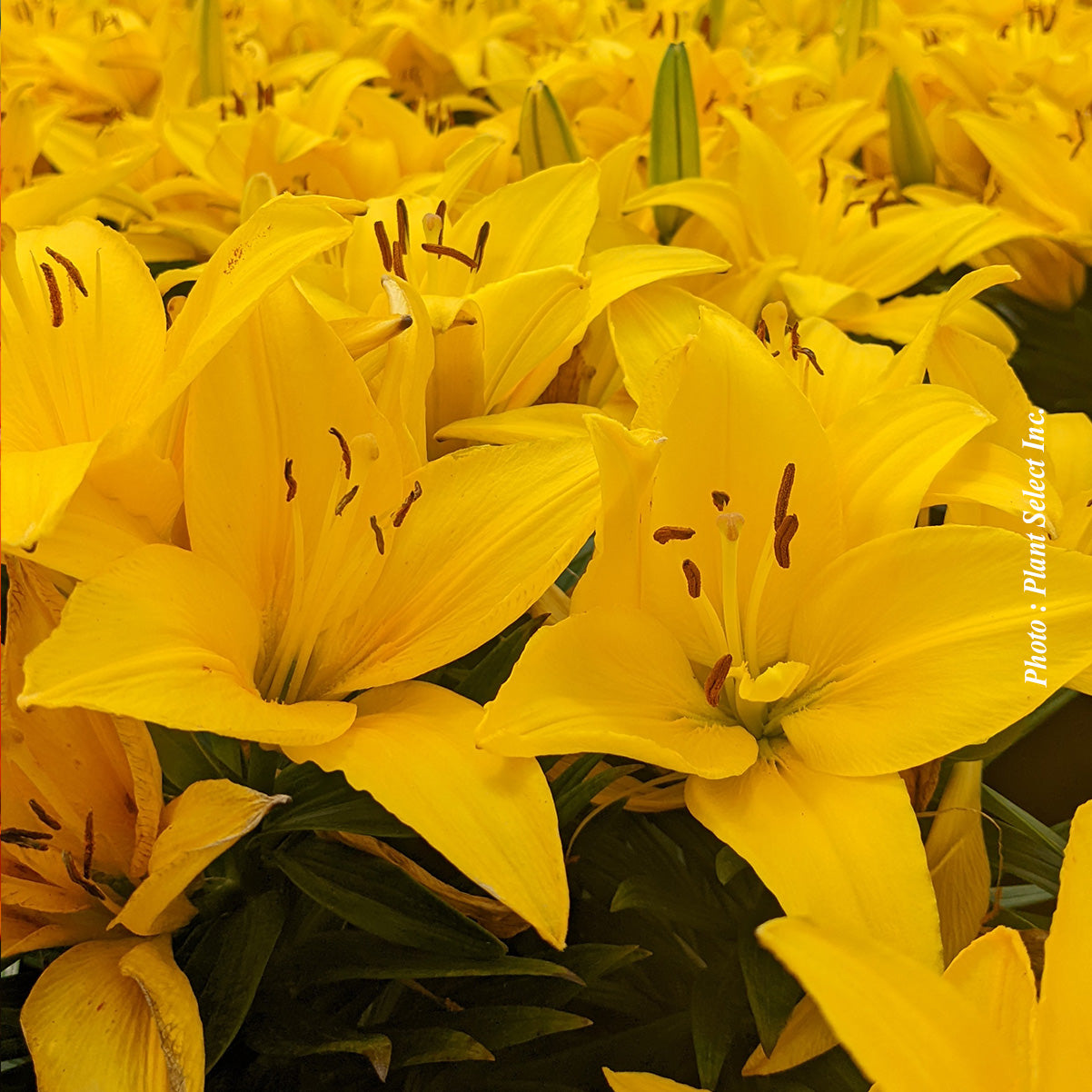 Lilium asiatica 'Tiny Ranger'