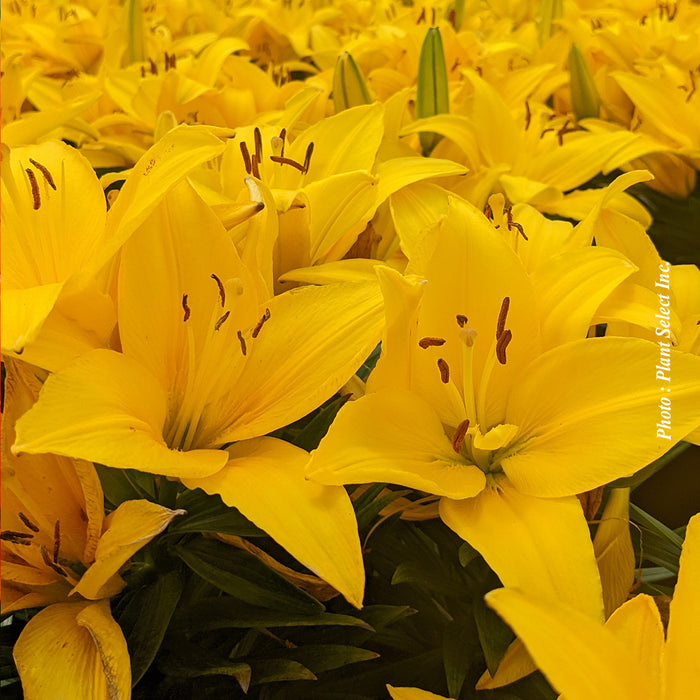 Lilium asiatica 'Tiny Ranger'