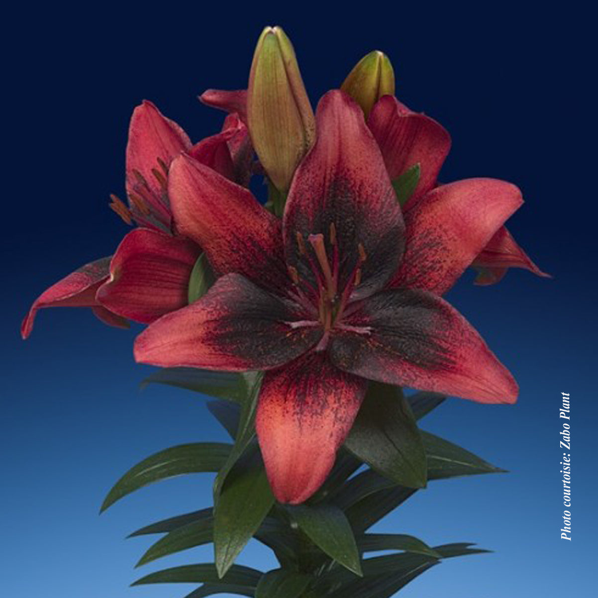 Lilium asiatica 'Tiny Shadow'
