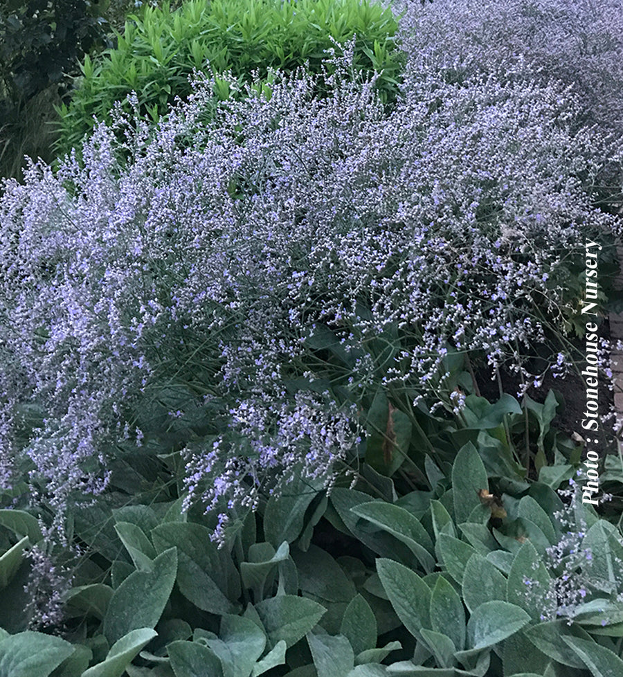 Statice latifolium — Limonium latifolium