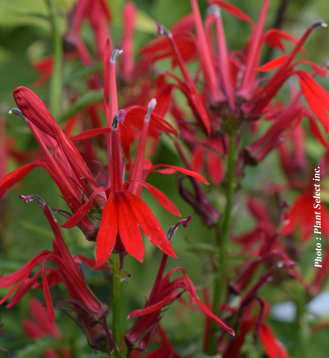 Lobelia cardinalis