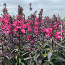 Lobelia 'Starship Rose'