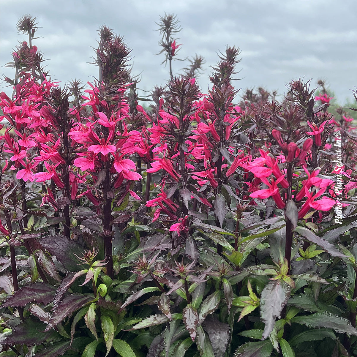 Lobelia 'Starship Rose'