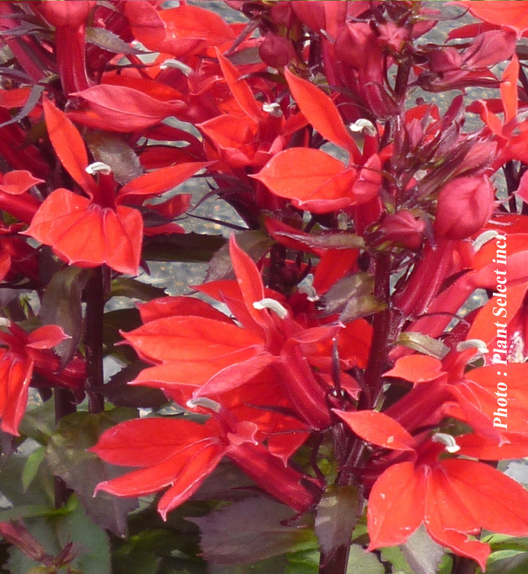 Lobelia 'Starship Scarlet'