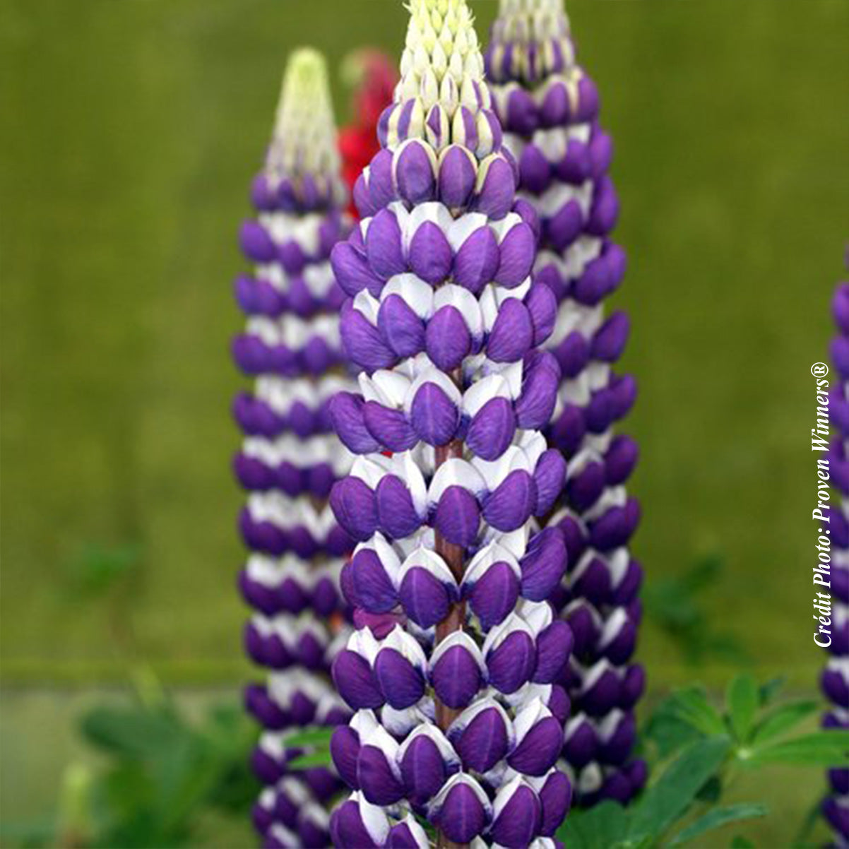 Lupinus 'Westcountry Blacksmith'