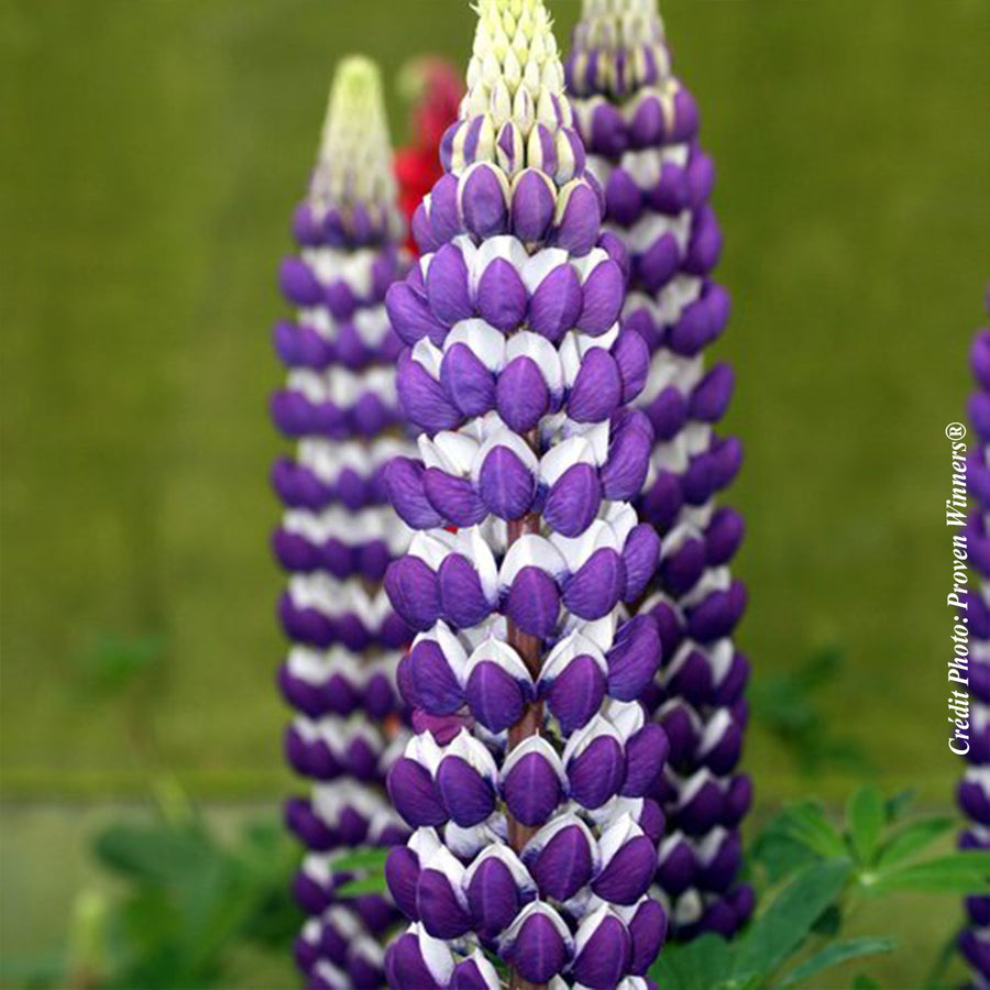 Lupinus 'Westcountry Blacksmith'