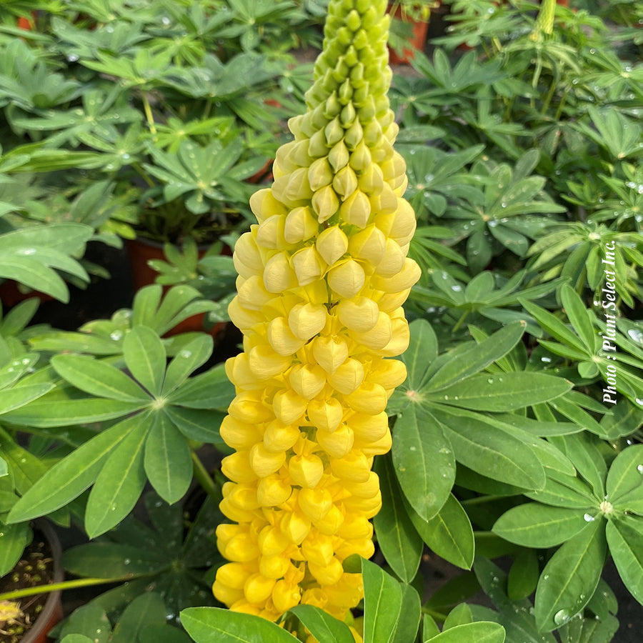 Lupinus 'Westcountry Desert Sun'