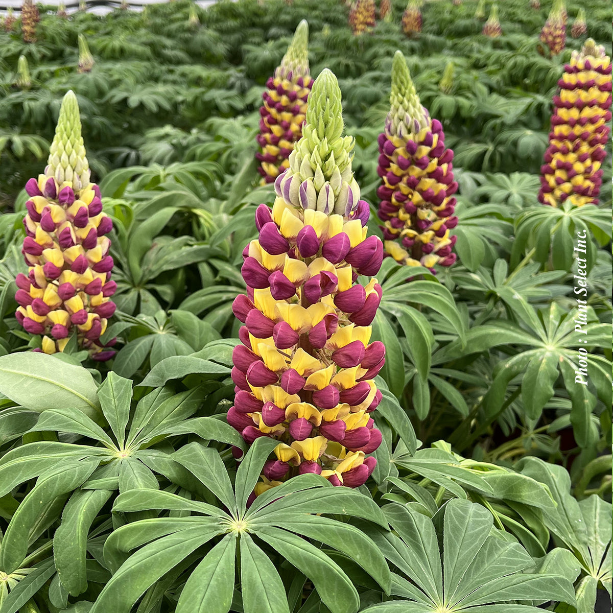 Lupinus 'Westcountry Manhattan Lights'