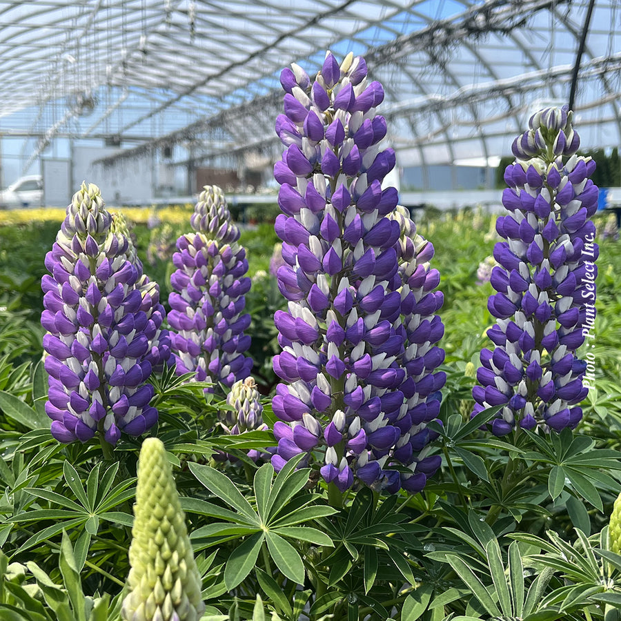 Lupinus Mini Gallery™ Blue Bicolor
