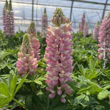 Lupinus 'Mini Gallery Pink Bicolor'