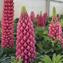 Lupinus 'Mini Gallery Red'