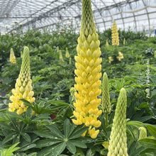 Lupinus 'Mini Gallery Yellow'