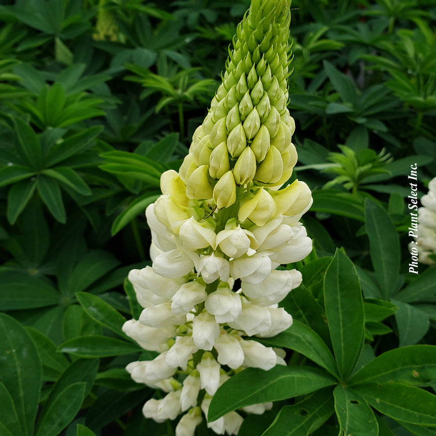 Lupinus 'Westcountry Polar Princess'
