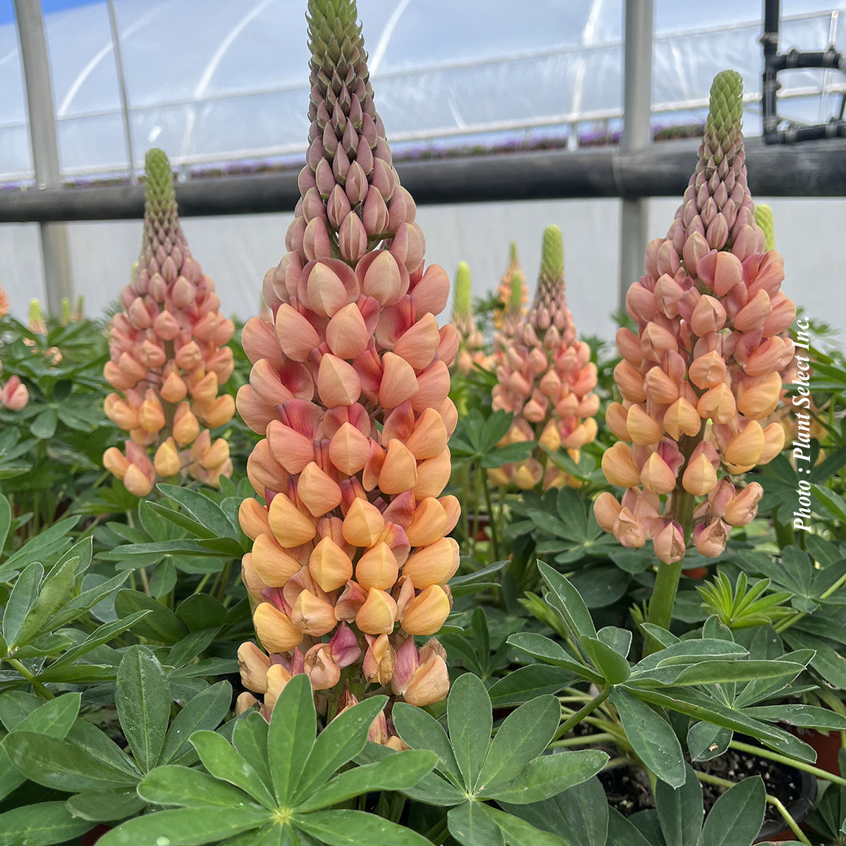 Lupinus 'Westcountry Salmon Star'