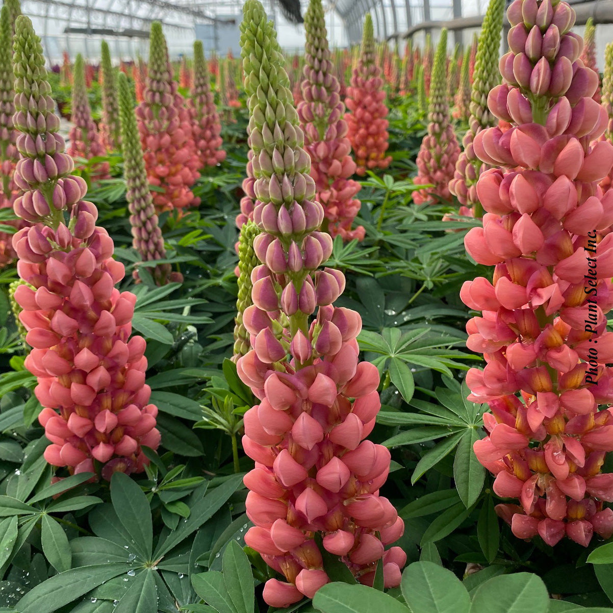 Lupinus 'Westcountry Terracotta'