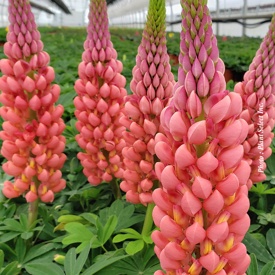 Lupinus 'Westcountry Towering Inferno'