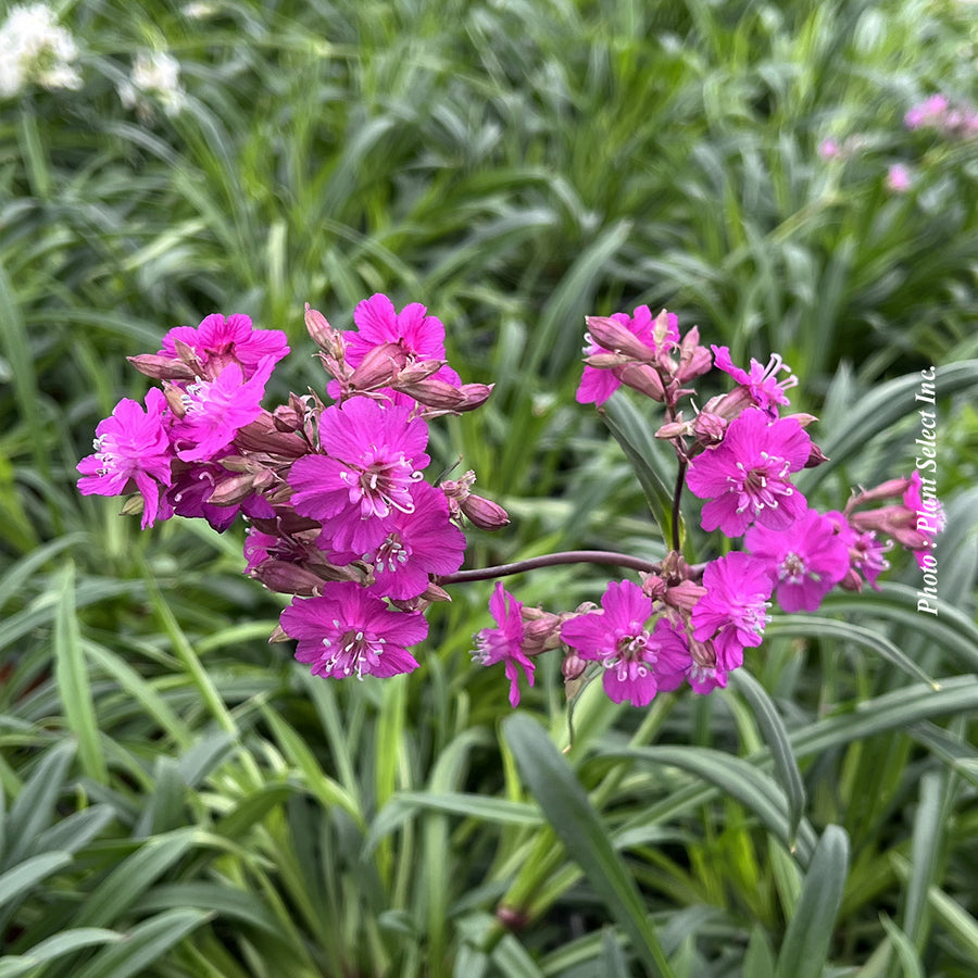 Lychnis 'Firebird'