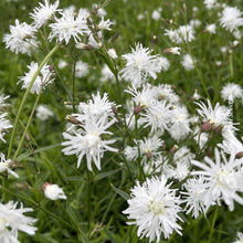 Lychnis 'Petit Henri'
